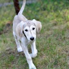 Saluki Vs Lurcher Breed Comparison Mydogbreeds