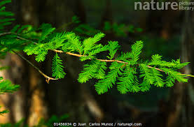 Image result for Cupressaceae