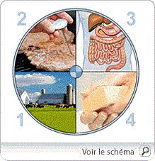 Voici les meilleurs traitements pour soulager ses symptômes. 10 Questions Alors Reponses Dessus La Gastro Enterite Combien De Temps Dure Grippe Intestinale