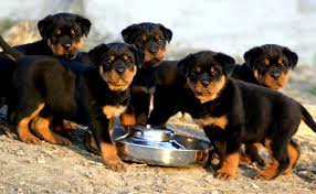 Stay updated about german shepherd x rottweiler puppies for sale uk. Are You Ready For A Rottweiler Puppy Petsync