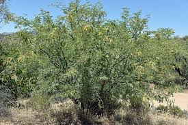 Image result for Prosopis glandulosa