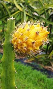 Dragon fruit contains carbohydrates called oligosaccharides, which researchers believe help stimulate the growth of healthful bacteria in the stomach and intestines. Dragon Fruit Plant Yellow Variety