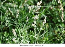 Image result for Eragrostis pilosa