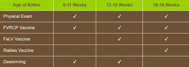 We did not find results for: Puppy Kitten Care