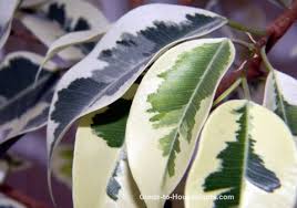 Its scientific name is focus elastic. Rubber Plant Care Tips Pictures And Ficus Elastica Varieties