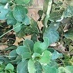 Image result for Clutia pulchella