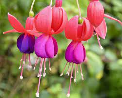 How To Care For Fuchsia Plants Hunker Fuchsia Plant Fuchsia Plant Care Fuchsia Flowers