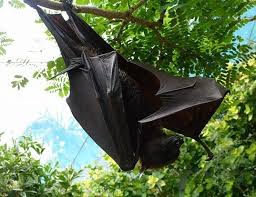 However, many are still confused about whether the animal is a bat or something else. Egyptian Fruit Bat Life Expectancy