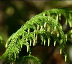 Image result for Pseudo Agrostistachys