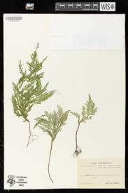 Image result for Selaginella goudotiana