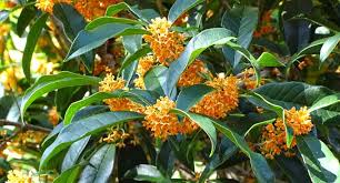 We did not find results for: Growing Osmanthus Triangle Gardener Magazine