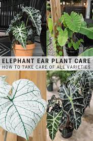 Elephant Ear Plant Care Guide Everything You Need To Know To Grow Colocasia Alocasia Caladium And Canthosoma Elep Elephant Ear Plant Alocasia Plant Plants