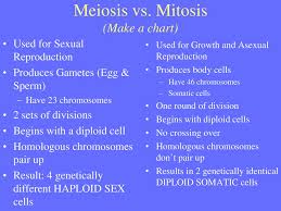 Meiosis Making Gametes Ppt Download