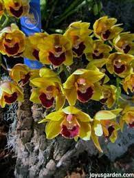 Cymbidium Cricket Flour Best Flower Wallpaper