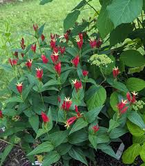 Image result for Spigelia