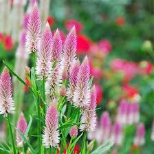 Pin On Flowers