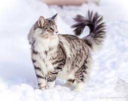 See more of sheracats norwegian forest kittens on facebook. Siberian Vs Norwegian Forest Cat The Little Carnivore