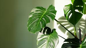 Inoltre, questi vegetali fioriscono, producendo infiorescenze voluminose e colorate. Vo1imfuv3hswrm