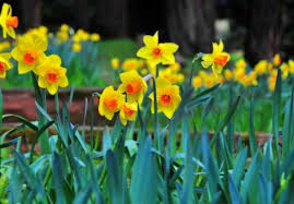 How To Grow And Care For Daffodils Daffodils Planting Daffodil Bulbs Planting Daffodil Bulbs