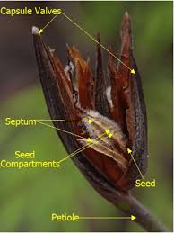 Image result for Ixora longipedunculata