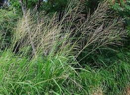 Image result for Panicum maximum