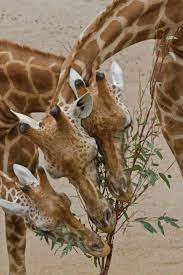 These Beautiful Animals Sharing Some Browse Such Elegant Creatures I Love Them I Wish We All Could Be Respectful Of Th Animals Beautiful Animals Wild Animals