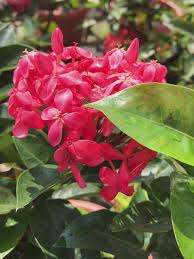 Image result for Ixora sp. A
