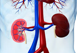 It may cause kidney damage, kidney failure, and high blood pressure. Study Cancer Is A Major Cause Of Mortality In Some Chronic Kidney Disease Patients Consult Qd