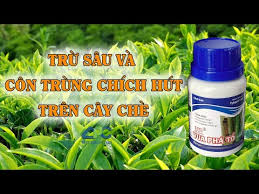 Pylagold 170SC