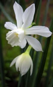 Narcissus Thalia December Flower Narcissus Daffodils