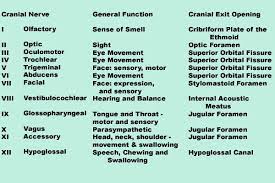 Mnemonic For 12 Cranial Nerves And Their Types Cranial Nerves Nursing School Tips Speech Language Pathology