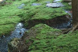 Check spelling or type a new query. How To Use Moss In The Landscape
