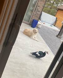 Michelle Mounce (@mychickensmygardens) • Instagram photos and videos