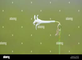 Image result for Dipcadi rigidifolium