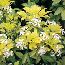 We did not find results for: Choisya Sundance Mexican Orange Gardenersdream