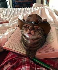 The beige cat policeman is wearing in a black cowboy hat, a. Cats And Cowboy Hats Cowboycats Twitter