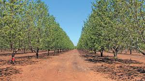 Pecan Nut Profits Well Worth The Wait