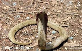 The Venom Of The Philippine Cobra Is A Potent Postsynaptic Neurotoxin Which Affects Respiratory Function And Can Cause Ne Poisonous Snakes Snake Snake Charmer