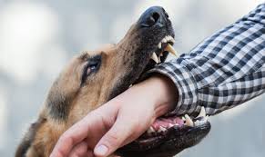 Additional renters coverages can be added to a policy, including special coverage for jewelry and/or other high value items. Will Your Renters Insurance Policy Cover Dog Bites