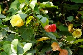 Image result for Thespesia populnea