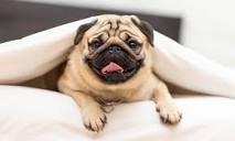 Pug Dog Breed: Characteristics, Care & Photos | BeChewy