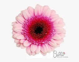 Pink flower with leaves watercolor premium. Gerbera Daisy Flowers Mini Pink Bicolor Gerbera Daisies Bicolour Gerbera Daisy Transparent Png 600x567 Free Download On Nicepng