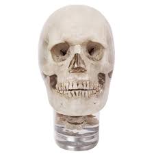 X-Ray Phantom Head With Cervical Vertebrae, Transparent