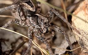 We did not find results for: Wolf Spiders Pest Control Bulwark Exterminating