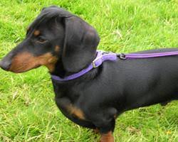 Image result for jezevčík hladkosrstý