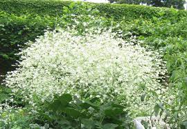 Image result for Crambe
