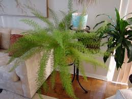 You'll receive email and feed alerts when new items arrive. Why You Should Have An Asparagus Fern 27 East