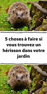 5 choses a faire si vous trouvez un herisson dans votre jardin astuce jardin design de jardin potager jardins