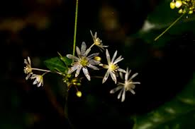 Image result for Sphenostylis marginata