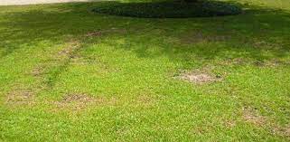 It's the worst feeling when you work hard taking care of your lawn only for it to develop large brown or yellow patches of fungus. How To Deal With Grass Fungus Diseases In Your Lawn
